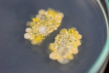 乳酸脫氫酶活性檢測(cè)試劑盒圖1 乳酸脫氫酶活性檢測(cè)試劑盒圖1