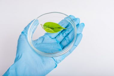 液相色譜串聯(lián)質(zhì)譜-植物激素檢測(cè)代測(cè)服務(wù)說明圖2 液相色譜串聯(lián)質(zhì)譜-植物激素檢測(cè)代測(cè)服務(wù)說明圖2